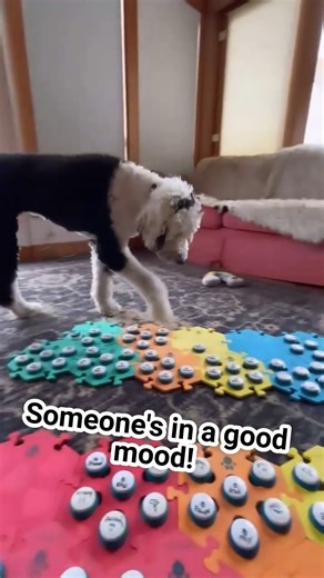 You know it's going to be a good day when Bunny starts the morning like this! 🥰 | Whataboutbunny