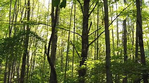 Aujourd'hui dans la #MinuteNature, Julien Perrot vous dévoile les secrets du hêtre dans cette nouvelle série de vidéos sur les arbres. | La Salamandre