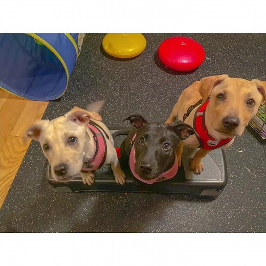 No Limits Canine Learning Center