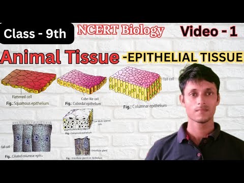 Animal tissue ( class 9th biology ncert) 
