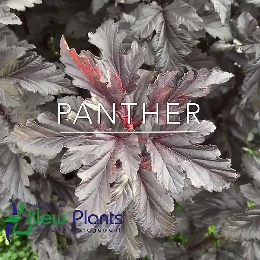Physocarpus opulifolius Panther