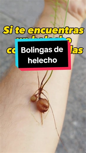 Exploring the Purity of Ferns: A Botanical Study