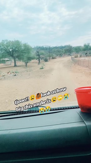 Massive Snake Crossing the Road in Limpopo