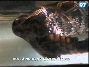 How To Record Ip Camera Video On Pc