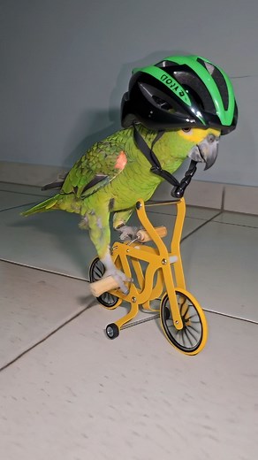 10K views · 5.3K reactions | Parrot doing BMX stunts #parrot #parrots #birds #bmxstunts #bikestunts #bike #bikelife #bmxlife #cycling #cyclist #ciclismo #ciclista #bici #bicicleta #manobras #bikepark | Kenny Slowbird | Facebook