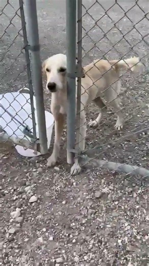 From an Electric Substation to a Second Chance — Help These Brothers Survive