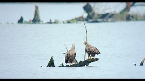 17 reactions | White-tailed eagles captured by Kowa ambassador Simon Brumby - what a sight! The TSN-99S spotting scope delivers unparalleled clarity, making digiscoping a piece of cake #KowaOptics #KowaAmbassador #KowaScoping #digiscoping #SpottingScope #TSN99 | Kowa Sporting Optics | Facebook
