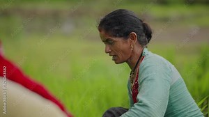 Multiple women farmers working barefoot in waterlogged paddy fields, digging and planting, Uttarakhand farming life, 4k video