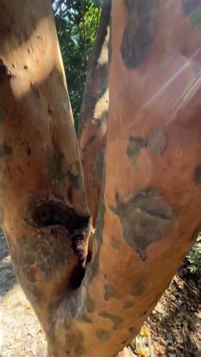 Vigorous growth🌳｜Polyspora axillaris｜大頭茶 #nature of Hong Kong