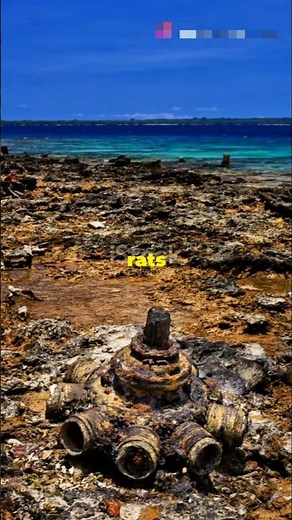 The Exploding Rats: Britain’s Unusual WWII Weapon #history