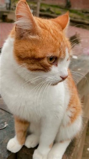 Why cats knock over their water bowl when it's too full