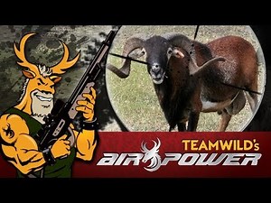 EXTREME Airgun Hunting - Black Corsican Ram with the Benjamin Rogue