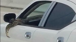 WATCH: Driver takes pet python out for a ride on Houston freeway
