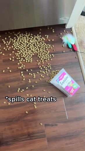 btw I dont truly think my cat “has nothing in his brain”’- he just makes interesting choices 😹 | One eared uno