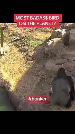 Goose Chasing Gorilla in Hilarious Encounter