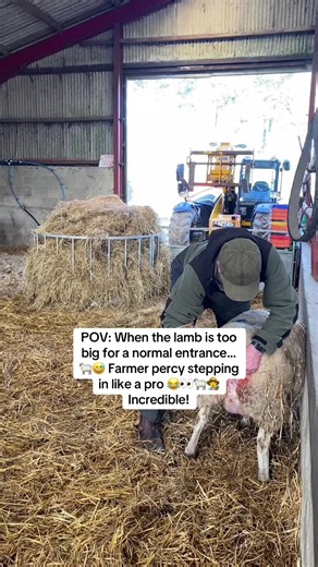 Witness the Miracle of Lambing Day 3 at Humble Bee Farm