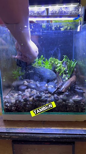 Ecosistema Pez betta Macho ¡Rojo! ¡Hermoso! 😮‍💨🐠#fishtank #bettafish #aquariumtank #pezbetta #peces #guppyfish