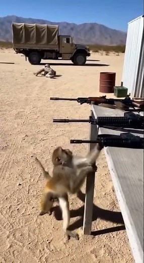 : Monkey With AK-47: Real Life Planet Of The Apes! 🙊🔫 #Shorts