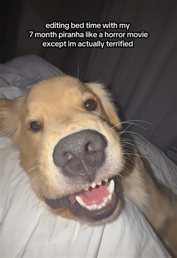 Diabolical Horror Ending Featuring a Golden Retriever