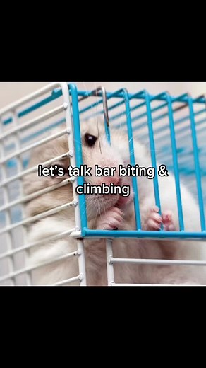 this is SO important. i promise you, your hamster does NOT enjoy climbing the bars!! #hamster #hamstereducation #hamstertips #dwarfhamster #syrianhamster #hamstercare #properanimalcare #foryoupage #fyp #properhamstercare #foryou