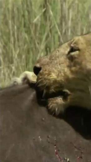 Lion Sisters Take Down Massive Buffalo