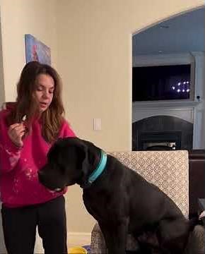 How to Give a Dog Ear Medication