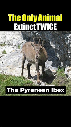 ✅The Only Animal Extinct TWICE