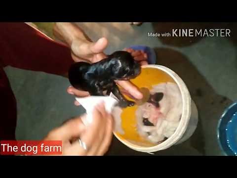 Rottweiler First Litter giving birth to 10 puppies|| The dog farm