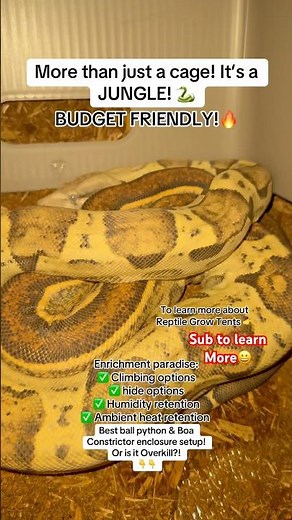 STOP Wasting Money! The ULTIMATE Budget Snake Setup REVEALED!