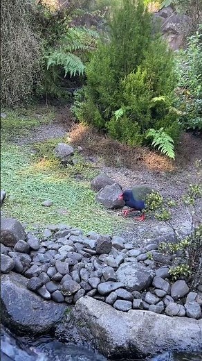 A Large Bird Once Believed to Have Been Long Extinct - The Takahē