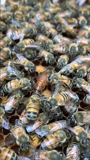 Queen Bee Laying Eggs 🐝👑 The Heart of the Hive #Shorts