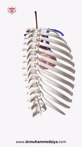 It sits slightly behind and to the left of your sternum (breastbone), which is in the middle of your chest. Your heart is slightly on the left side of your body. It sits between your right and left lungs. The left lung is slightly smaller to make room for the heart in your left chest. #drmuhammedziya #suture #pain #skin #skincare #technique #technology #allfollowersfriends #allfollowers #viral #reel #viewers #reelsfacebook #reel #シ #reelsvideoシ #discover #explore #science #sciencefacts #heart #r