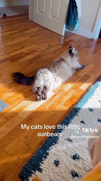 Creating a Cozy Sunbeam Spot for Cats