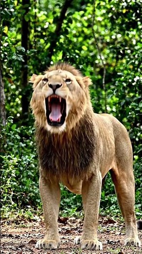 How Loud Is a Lion’s Roar? Decibel Level & Distance Explained