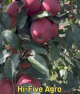 31K views · 469 reactions | Gala T-REX. Quality Comparison Bolzano Italy VS Hi-Five Agro Skills | Hi-Five Agro Skills | Facebook