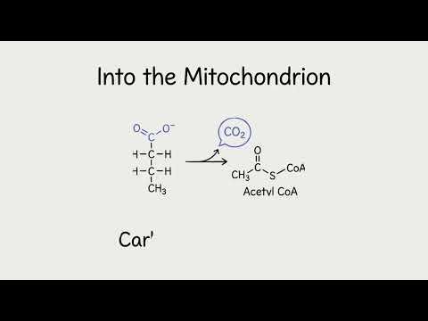 How do cells get energy from food?