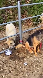 17K views · 715 reactions | Two sweet dogs tied to donkeylandrescue...