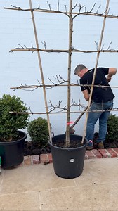 27K views · 142 reactions | ESPALIER APPLE TREE PLANTING - today...