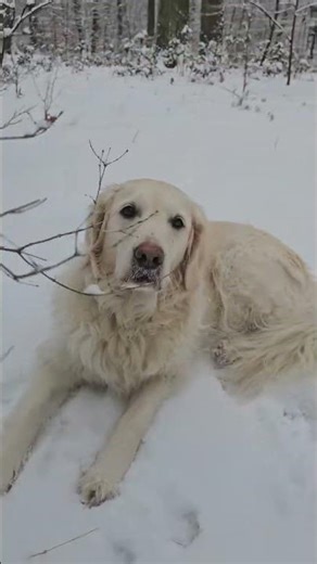 she is beautiful snow queen 👸 #goldenretreiver #dogshort #dogsofyoutube #doglife #cutedogs