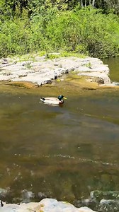 137K views · 2.9K reactions | Surf's up ‍♀️ | Furry Tails | Facebook