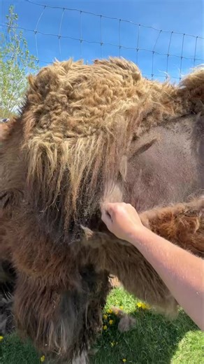 🐫Bactrian Camels have many ways to regulate their body temperature, and shedding their winter coats is just one of them! As the seasons change, so does their fur—making sure they're always prepared for the weather. Watch them shake off winter and welcome warmer days🌞 | Discovery Wildlife Park