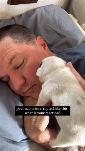 Vivianne Hulsey + Vixbull Frenchies on Instagram: "What would you do? 🥺💙 #pethumor"