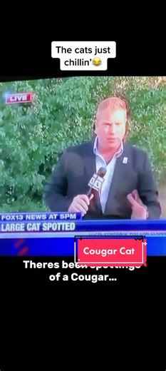 This sums up all local news channels #fyp #funny #funnycats #cat #news #funnyvideos #lol #comedу
