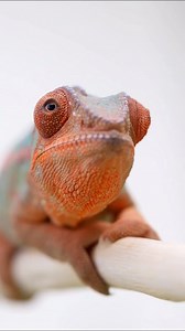 3.2K views · 58 reactions | Some macro moments with this absolute...