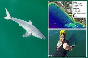 Why do sharks swim so close to shore? Scientists have finally discovered the answer
