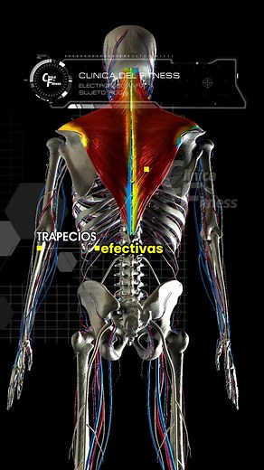 Shrugs con barra analizados con EMG En este video analizamos el Shrug variaciones de frente y espalda. Encontramos que ambos ejercicios son válidos, sin embargo, ejecutarlos por detrás de la espalda son ineficientes, pues la activación del trapecios es muy poca y no es efectiva. Comprobamos también que la posición de frente con las manos alineadas a los hombros es muy efectiva, y lo es aún mas cuando las manos tiene una mayor distancia entre ellas, sin embargo, aunque esta ultima variación con m