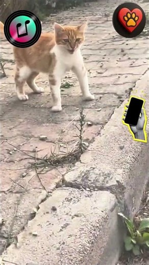 Would You Wake Up To This? The 7-Second Infinite Meow! ⏰🔊