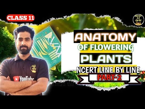 Ground Tissue System Anatomy of Flowering Plants Class 11th NCERT Line by Line