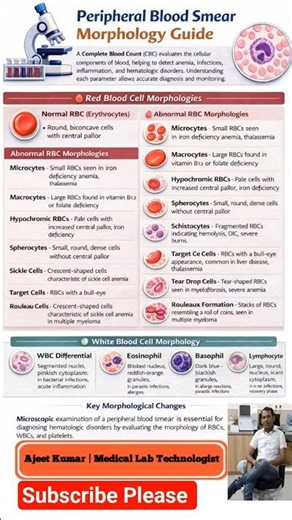 Peripheral Blood Smear Morphology Guide! 🔬🩸 #DMLT #Hematology