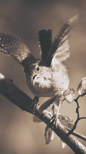 This is nature's greatest spectacle, when the birds sing, nature presents a great show of beauty and sounds. Hearing birds singing is one of the greatest privileges we have in nature, as it is at this moment that we see birds communicating with their children and their partners. . Birds sing to communicate with each other. Mothers call their children, or alert them when a predator is nearby. Their song also serves as a warning, to warn a flock when a predator is approaching. They also sing to at